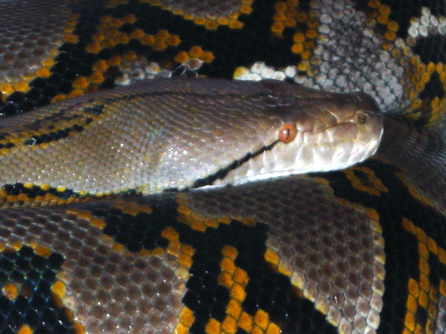 Dante 022805B