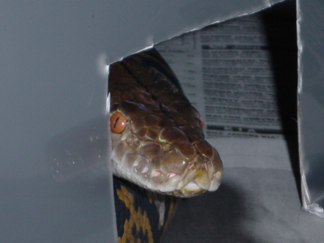 Dante's peek