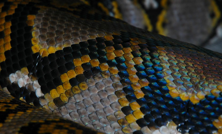 Got scales?