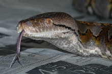 Loong forked tongue
