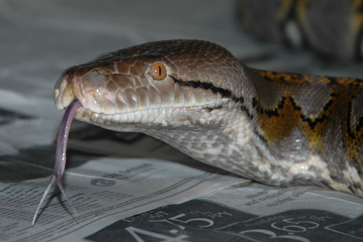 Loong forked tongue