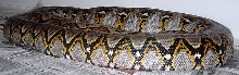 Dante 051605A