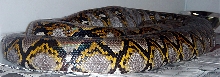 Dante 051605B