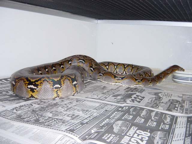 1.0 Reticulated