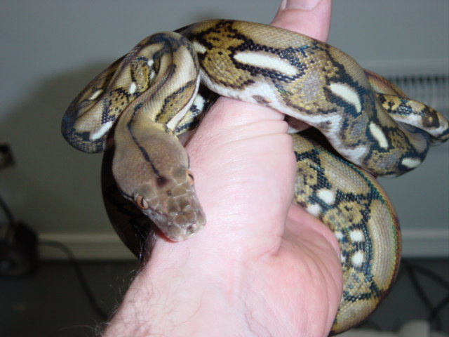 Dwarf tiger1