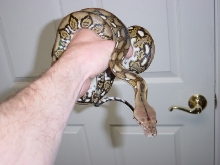 Dwarf tiger2