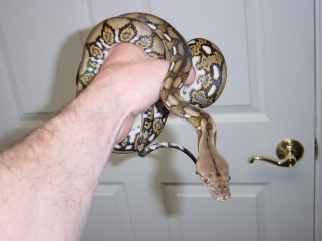 Dwarf tiger2