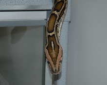 Head color