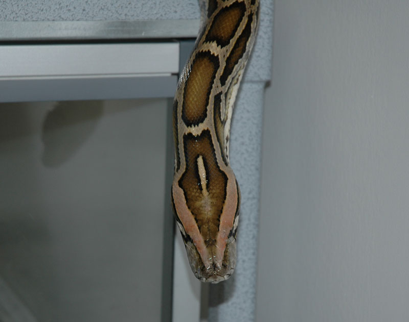 Head color