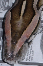 Head shot A