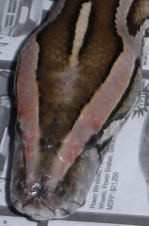 Head shot A
