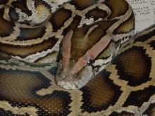 Head color