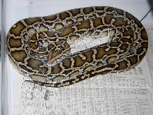 Post shed color & pattern