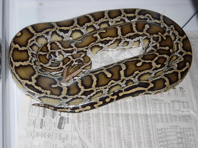 Post shed color & pattern