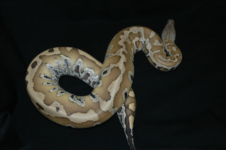 Yellow beauty