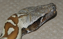Pale head