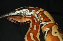 Red Blood profile