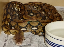 Sir Basil 022605