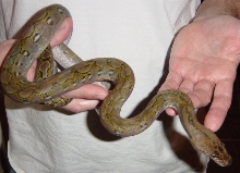 Thiadora 022605A