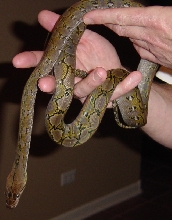 Thiadora 022605B