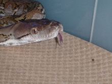 WT tiny tongue shot