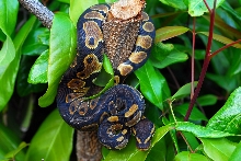 66% hetpied male