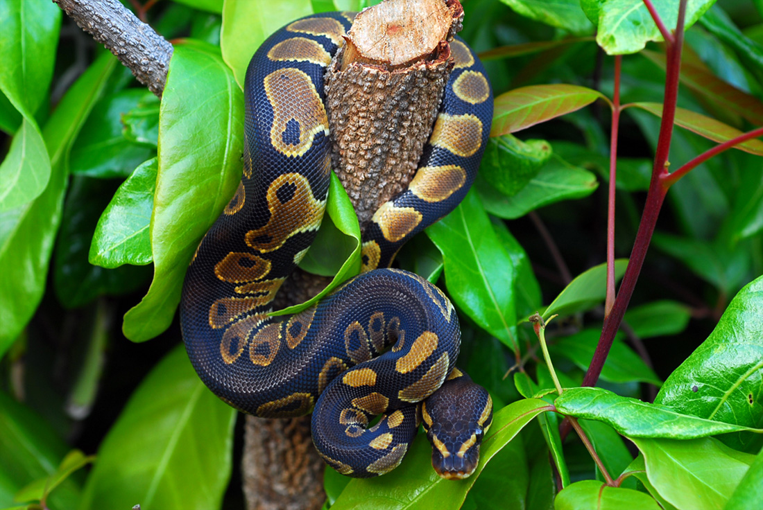 66% hetpied male