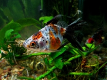Calico Ryukin - Freckles