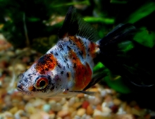 Calico Ryukin - Freckles closeup