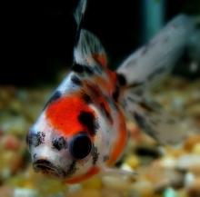 Calico Ryukin - Patch Mugshot