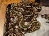First Clutch of 100% Het Orange Ghosts