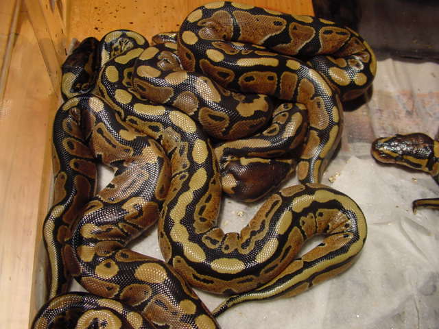 First Clutch of 100% Het Orange Ghosts