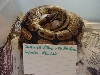 RM het x albino male