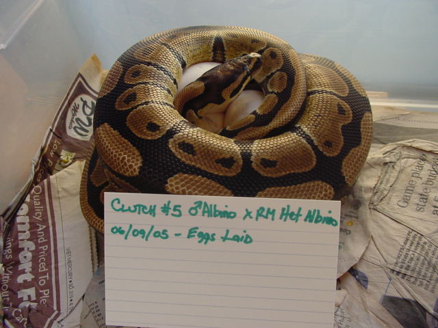 RM het x albino male