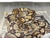 1stbreeding2004