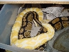 Albino X RM 100% het