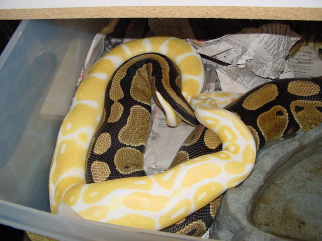 Albino X RM 100% het