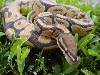 ghost male 102104