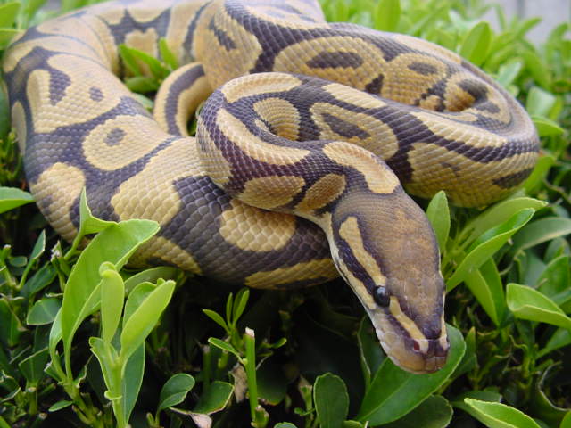 ghost male 102104