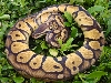 pastel ball python 102104