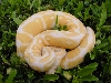 albino male 102104