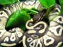Mojave Male