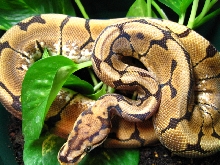 spider female