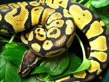 pastel female 2005