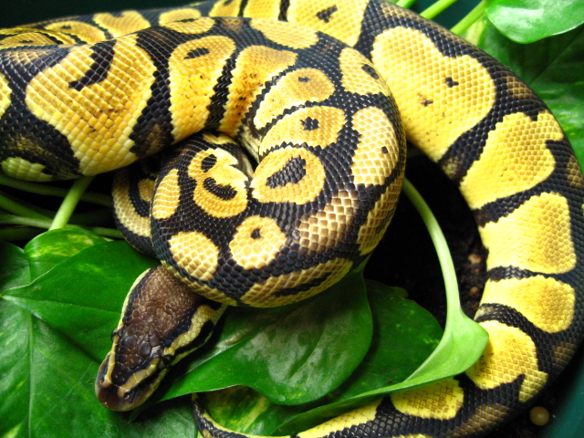 pastel female 2005
