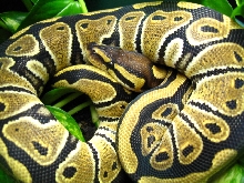 het clown female 2