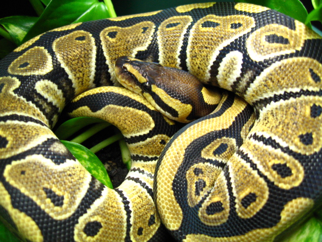 het clown female 2