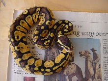 Pastel Male Ball Python