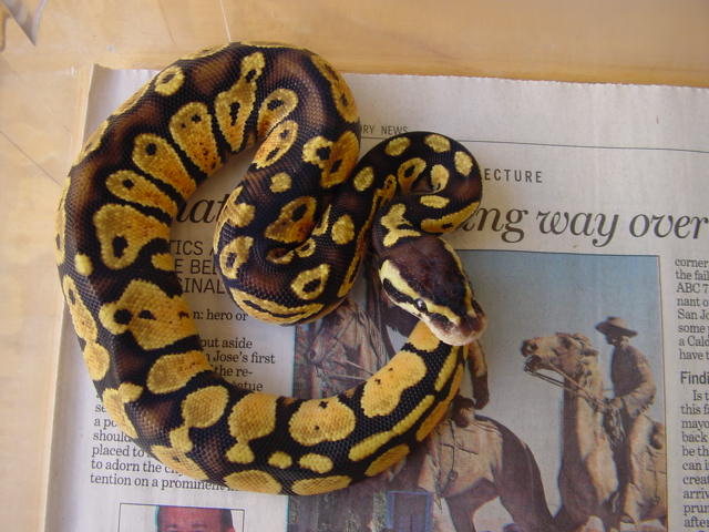 Pastel Male Ball Python