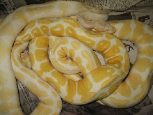 albino variations